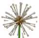 grow-a-garden-dandelion