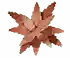 grow-a-garden-hinomai