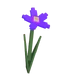 grow-a-garden-nightshade