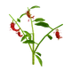 grow-a-garden-pepper